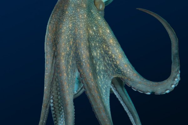 Kraken ссылка на сайт актуальная
